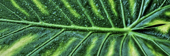 Veins of a leaf, used to represent the vascular structures of the human body