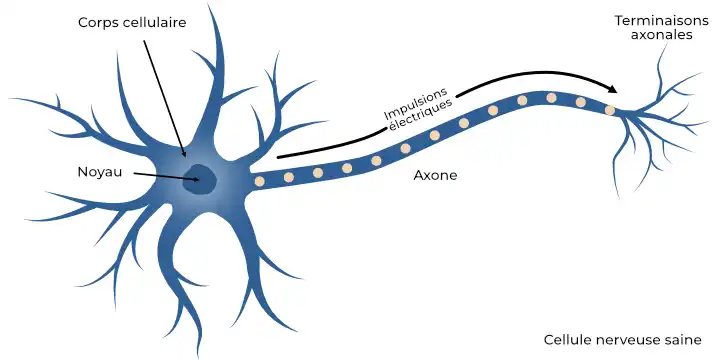 Image d'une cellule nerveuse saine